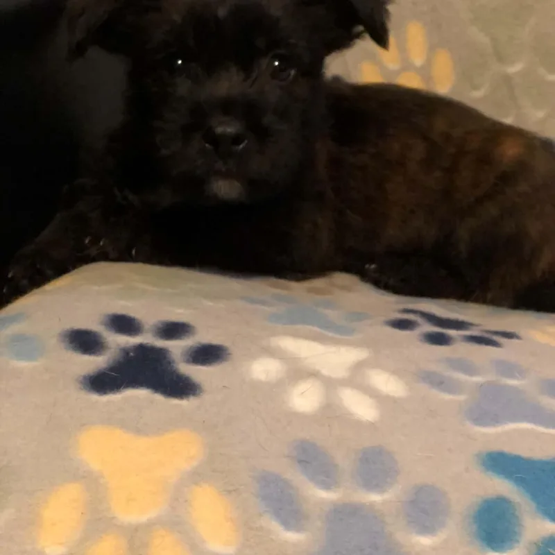 A baby medium-sized female Black Yorkie Poo dog named Baby Bop for adoption in Campton, KY