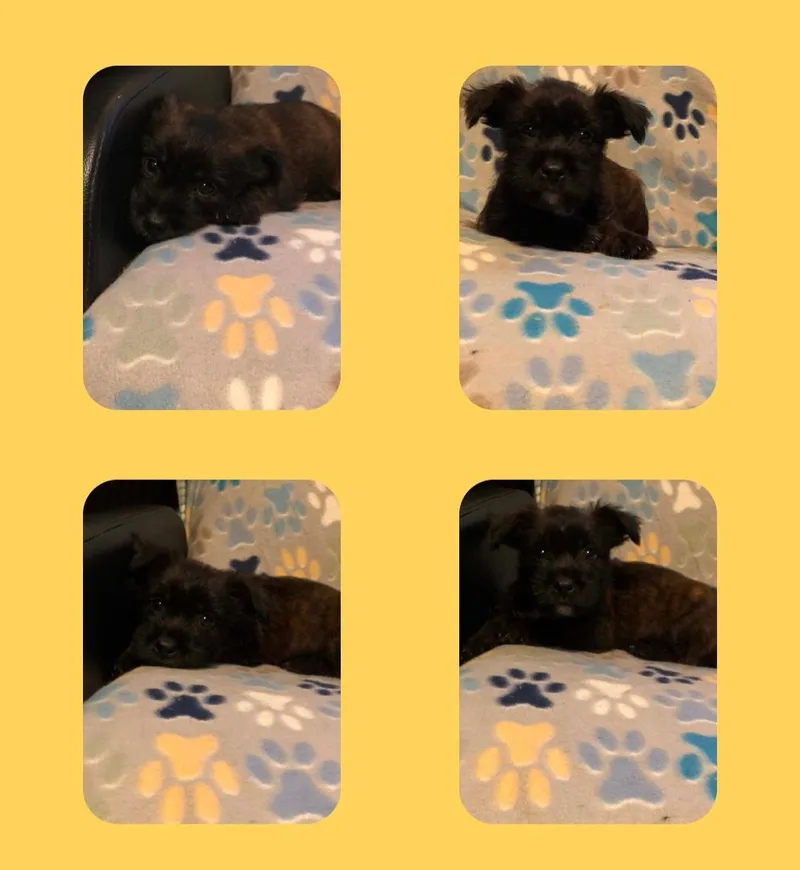 Baby Bop thumbnail 3