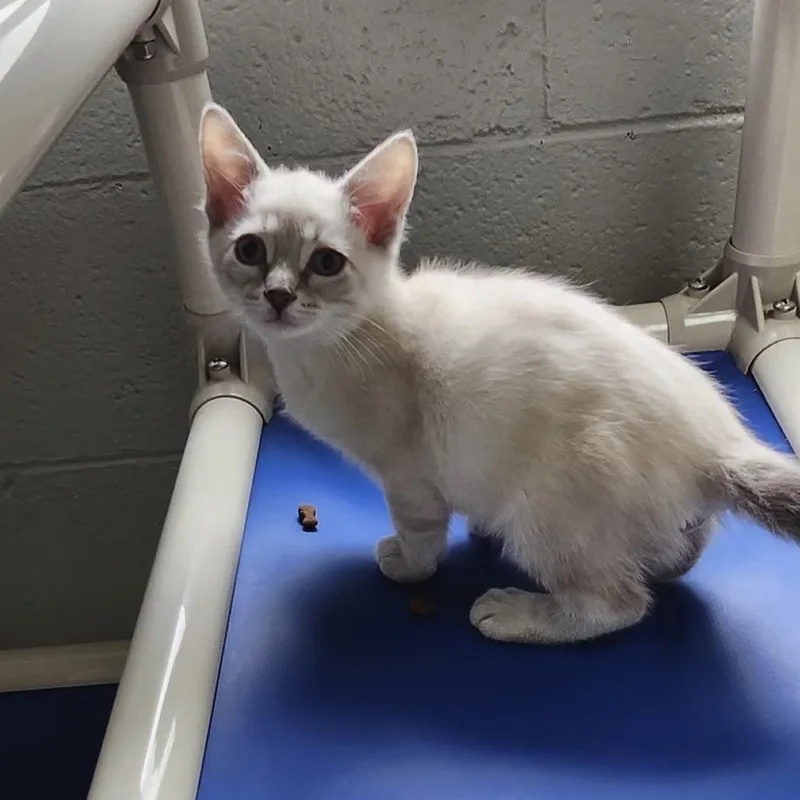 A baby small-sized male White Domestic Short Hair cat named Liam for adoption in Brookfield, WI
