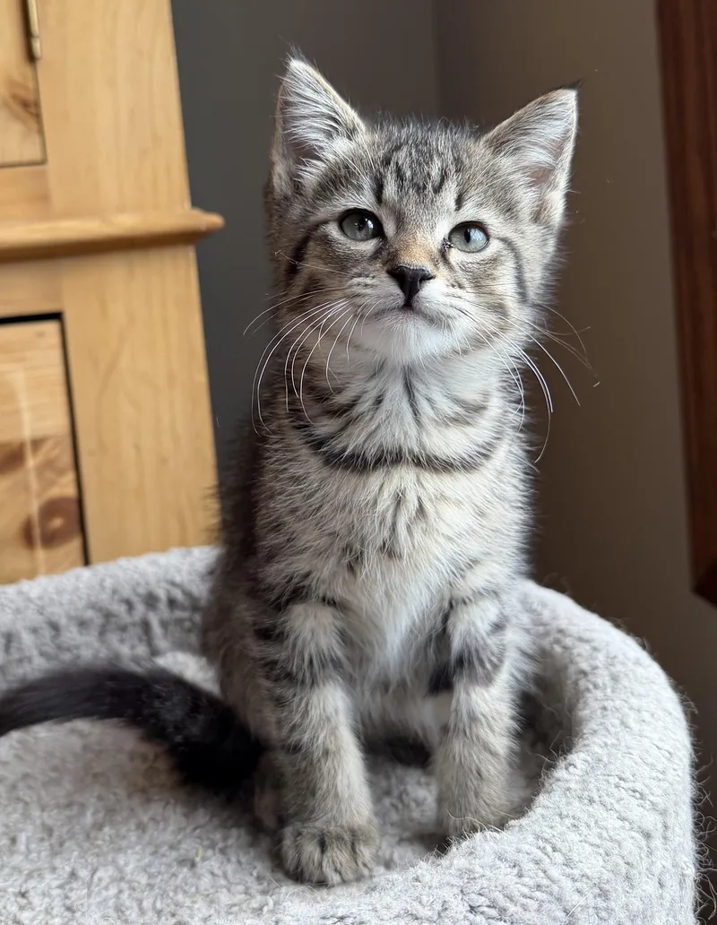 A baby medium-sized male Domestic Short Hair cat named Leo for adoption in Wadsworth, OH