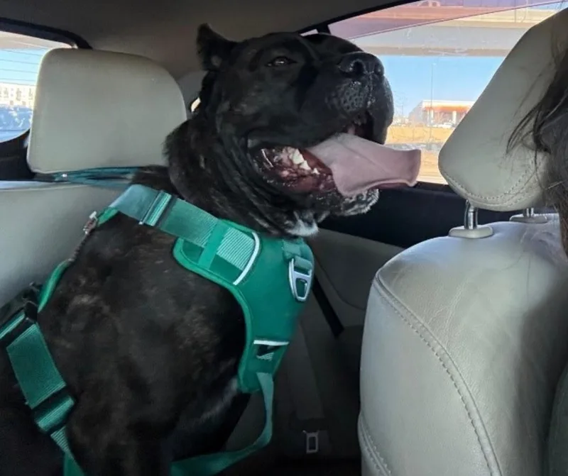 An adult large-sized female Cane Corso dog named Nyx for adoption in Colorado Springs, CO