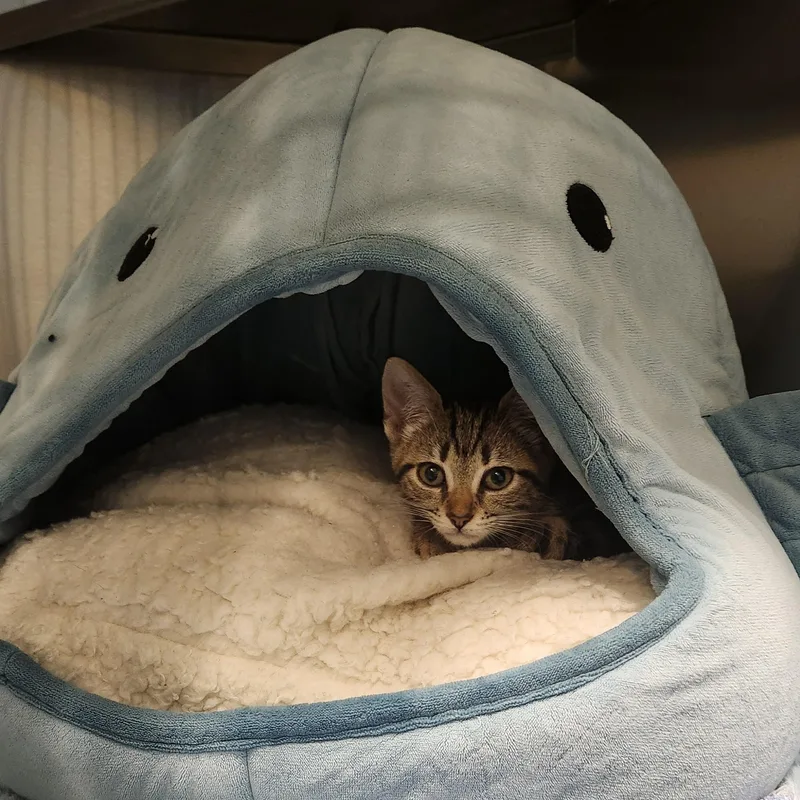 A baby medium-sized female Tabby (Gray / Blue / Silver) Domestic Short Hair cat named Tiger for adoption in Charleston, SC