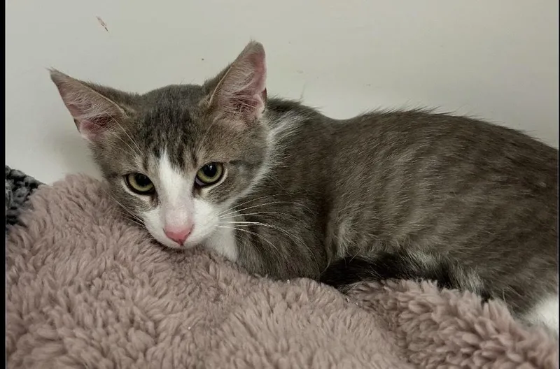A baby small-sized male Domestic Short Hair cat named Lenny for adoption in Poplar Grove, IL