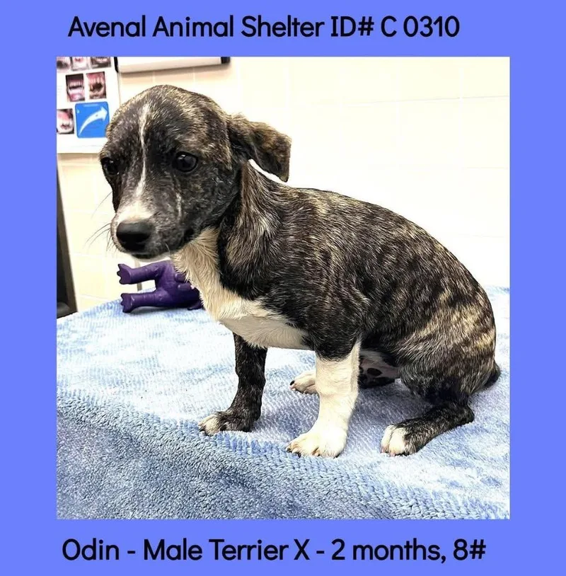 A baby small-sized male Mixed Breed dog named Odin for adoption in Thousand Oaks, CA