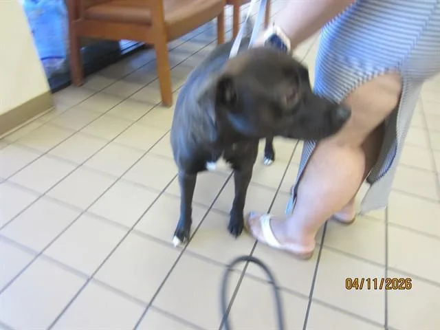 A young large-sized male Labrador Retriever dog named Moku for adoption in Ocala, FL