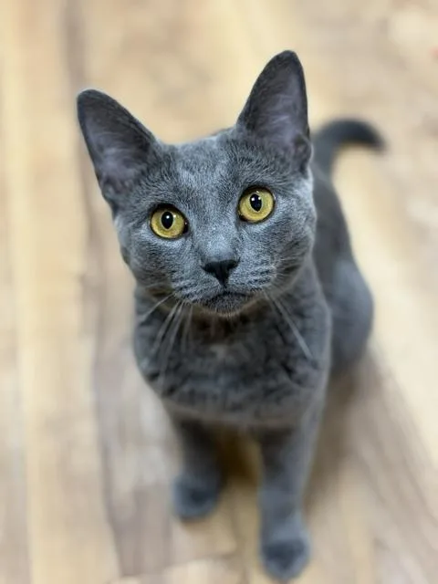 A young medium-sized male Gray / Blue / Silver Domestic Short Hair cat named Mittens for adoption in Towanda, PA
