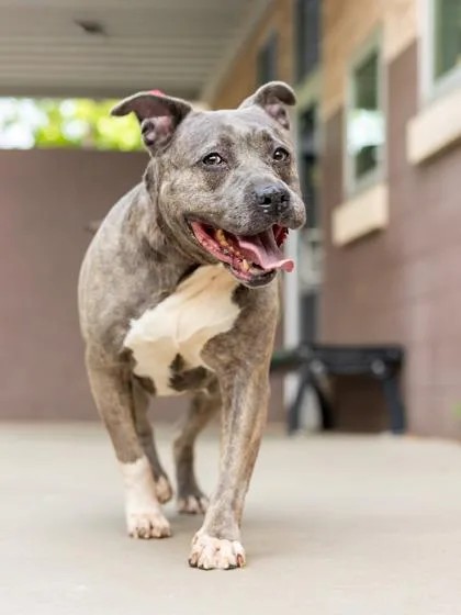 A senior large-sized female Mixed Breed dog named Sofry for adoption in Chamblee, GA