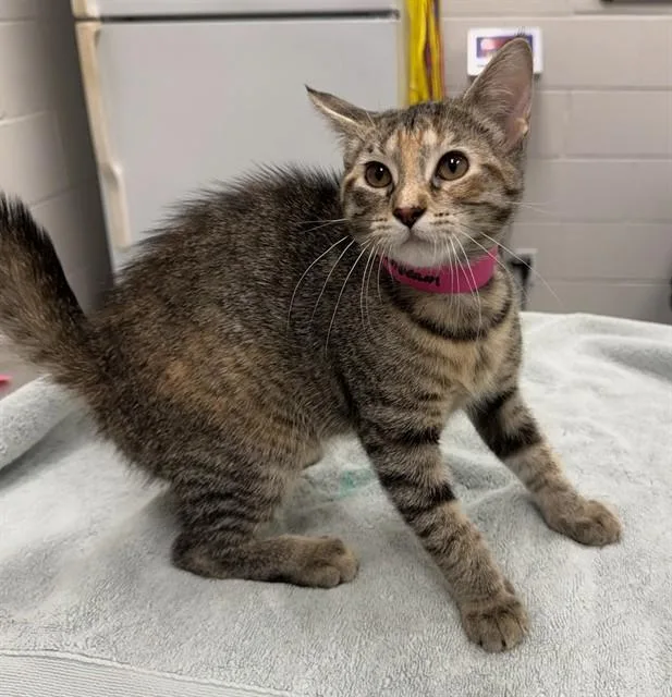 A baby medium-sized female Domestic Short Hair cat named Moonbeam for adoption in Peoria, IL