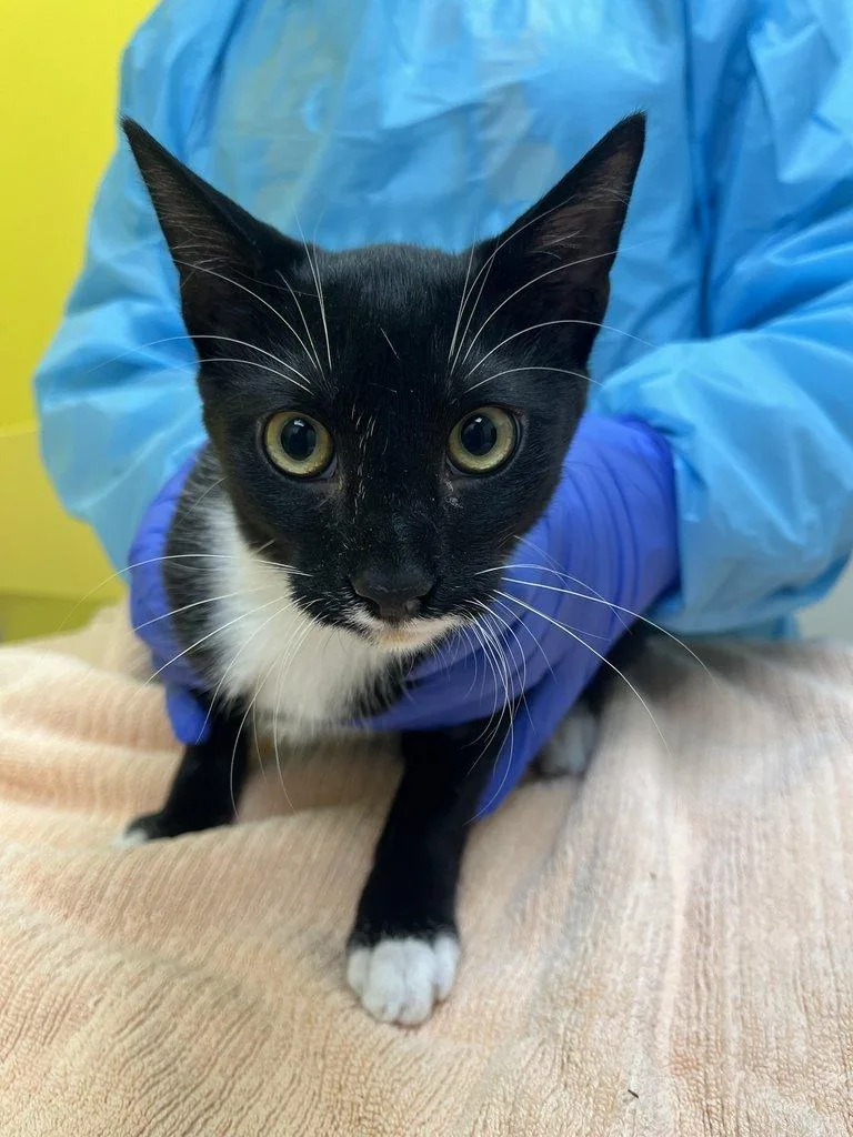 A baby small-sized male Black Domestic Short Hair cat named Elvis for adoption in Raleigh, NC