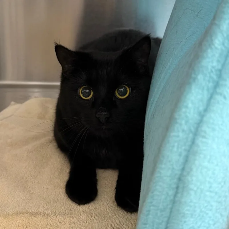 An adult medium-sized male Black Domestic Short Hair cat named Jupiter for adoption in Scituate, MA