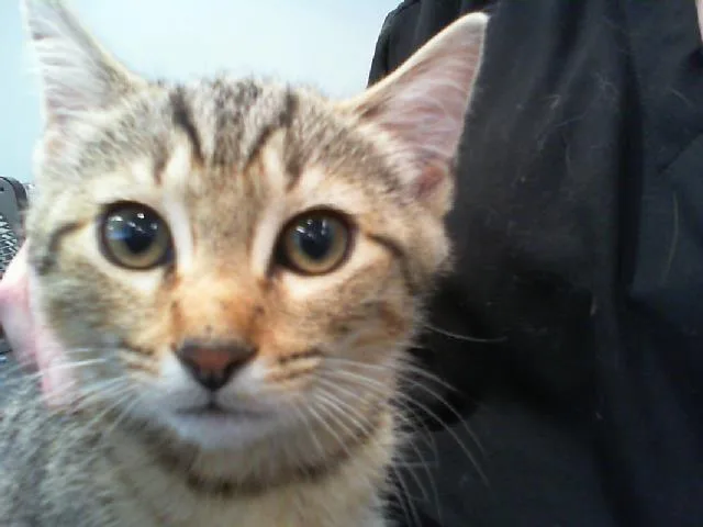 A baby small-sized male Domestic Short Hair cat named Basil for adoption in Charlotte, NC