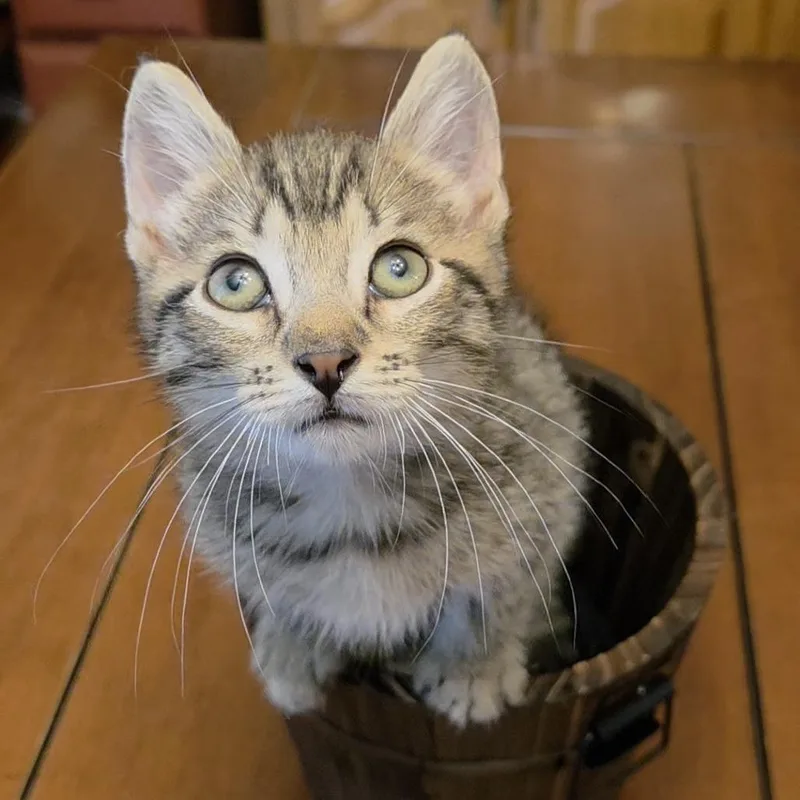 A baby small-sized male Domestic Short Hair cat named Wonton for adoption in Birdsboro, PA