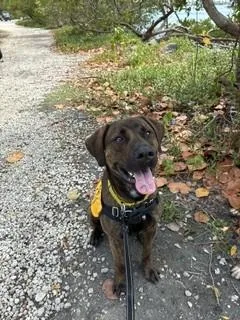 An adult large-sized male Terrier dog named Finn for adoption in North Miami Beach, FL