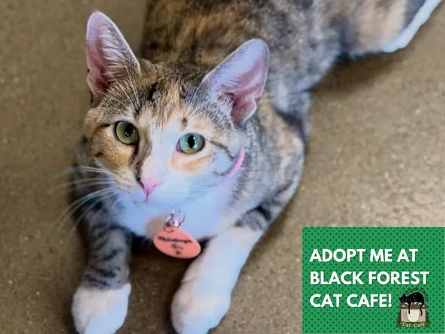 A young medium-sized female Domestic Short Hair cat named Penelope for adoption in Fort Wayne, IN