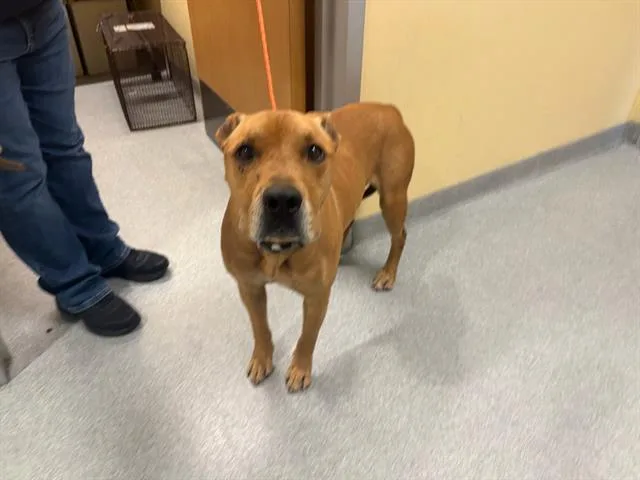 An adult large-sized male Pit Bull Terrier dog named Bastion for adoption in Tustin, CA