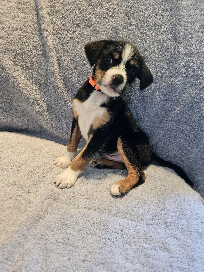 A baby small-sized male Feist dog named Fez for adoption in Greensboro, NC