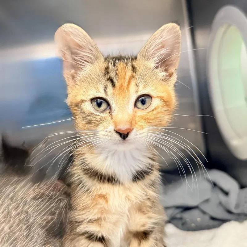 A baby small-sized female Brown / Chocolate Domestic Short Hair cat named Dolce for adoption in Palm Springs, CA