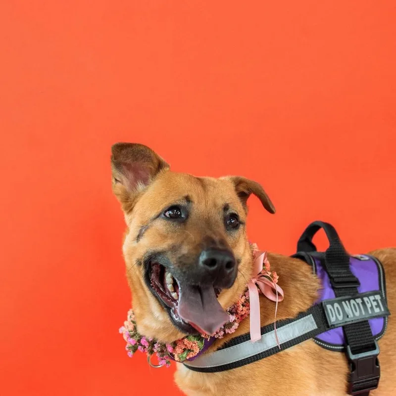 An adult medium-sized female Brown / Chocolate Shepherd dog named Iris for adoption in Spring, TX