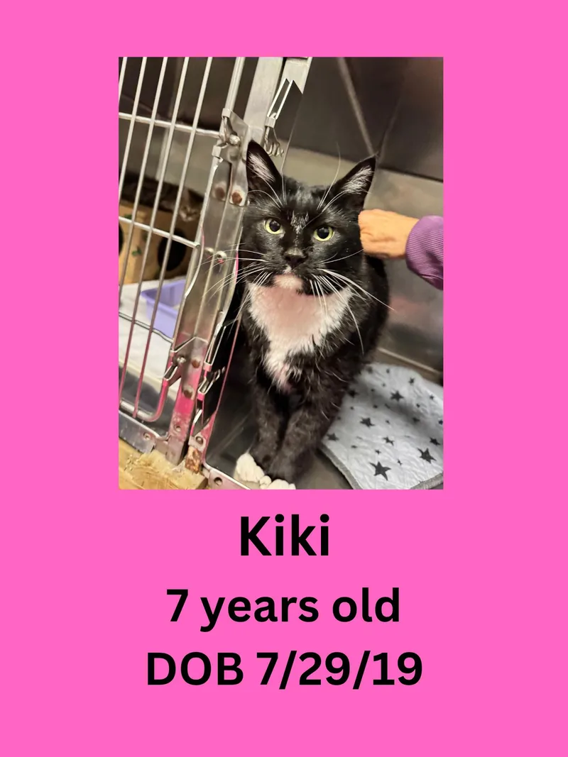 A senior medium-sized female Black & White / Tuxedo Domestic Short Hair cat named Kiki for adoption in Ravenna, OH
