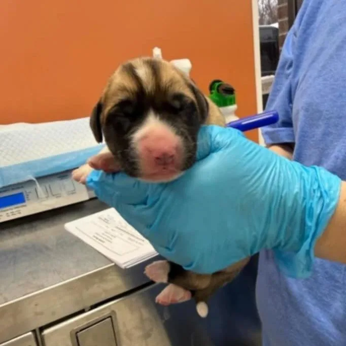 Rose Pup  Mogley thumbnail 2