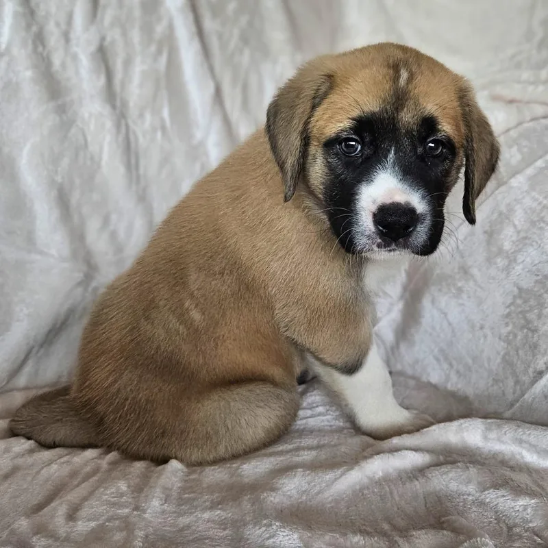 Rose Pup  Mogley thumbnail 3