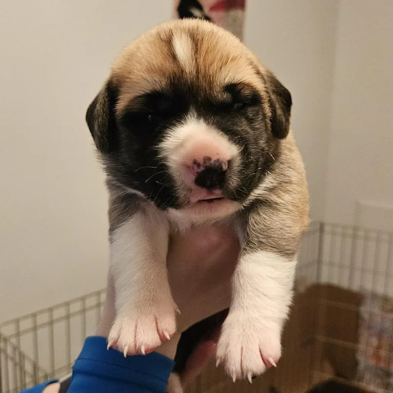 Rose Pup  Mogley thumbnail 4