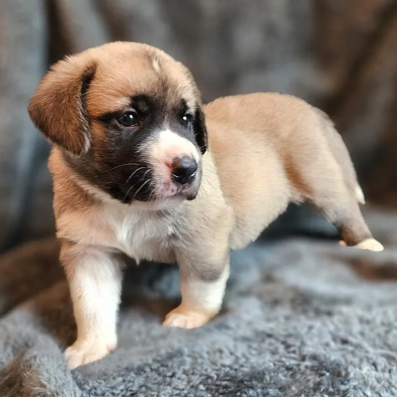 Rose Pup  Mogley thumbnail 5