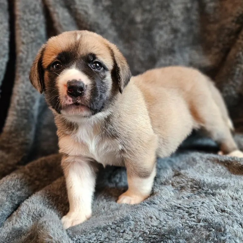 Rose Pup  Mogley thumbnail 6