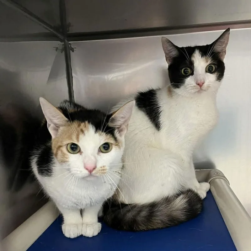 Brilliance thumbnail 2