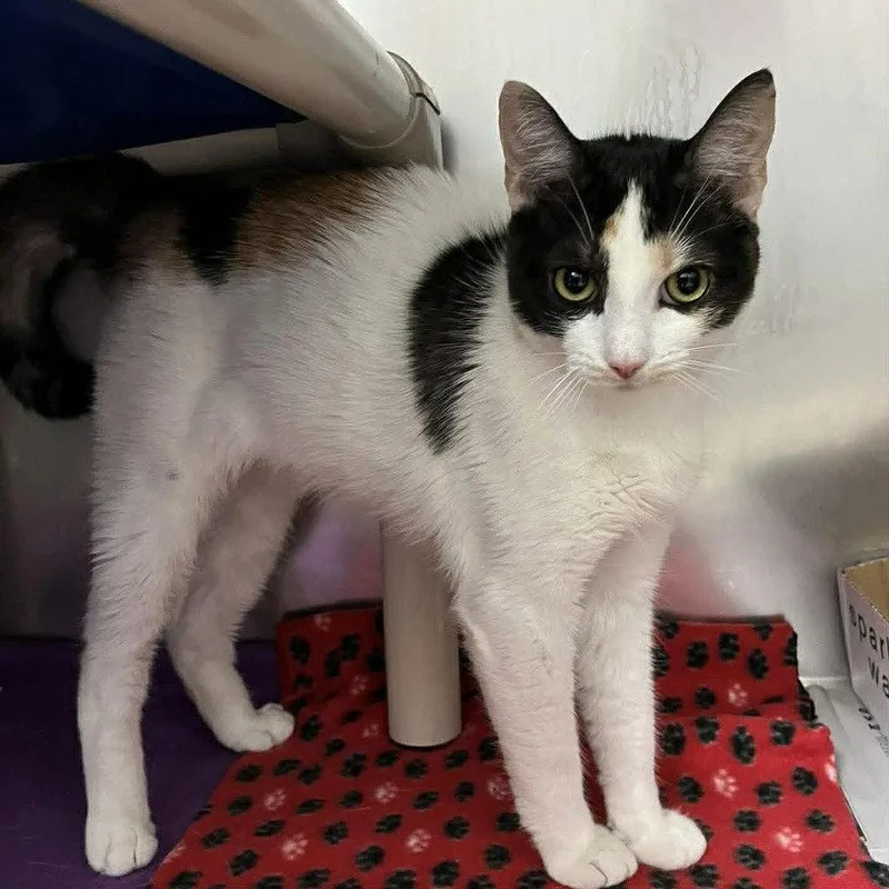 Brilliance thumbnail 3