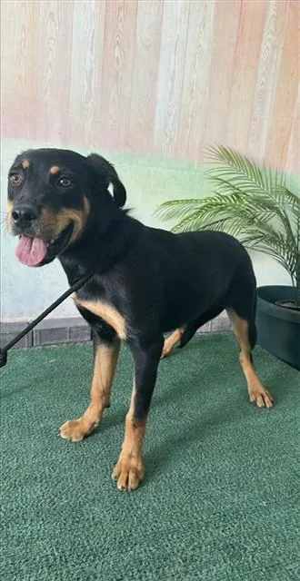 A young medium-sized female Rottweiler dog named Buffy for adoption in Baldwin Park, CA