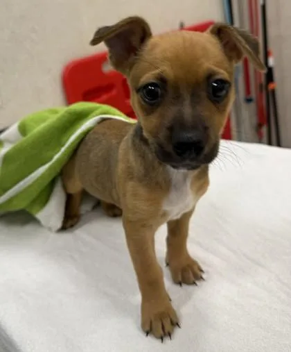 A baby small-sized female Terrier dog named Roxy for adoption in Honolulu, HI