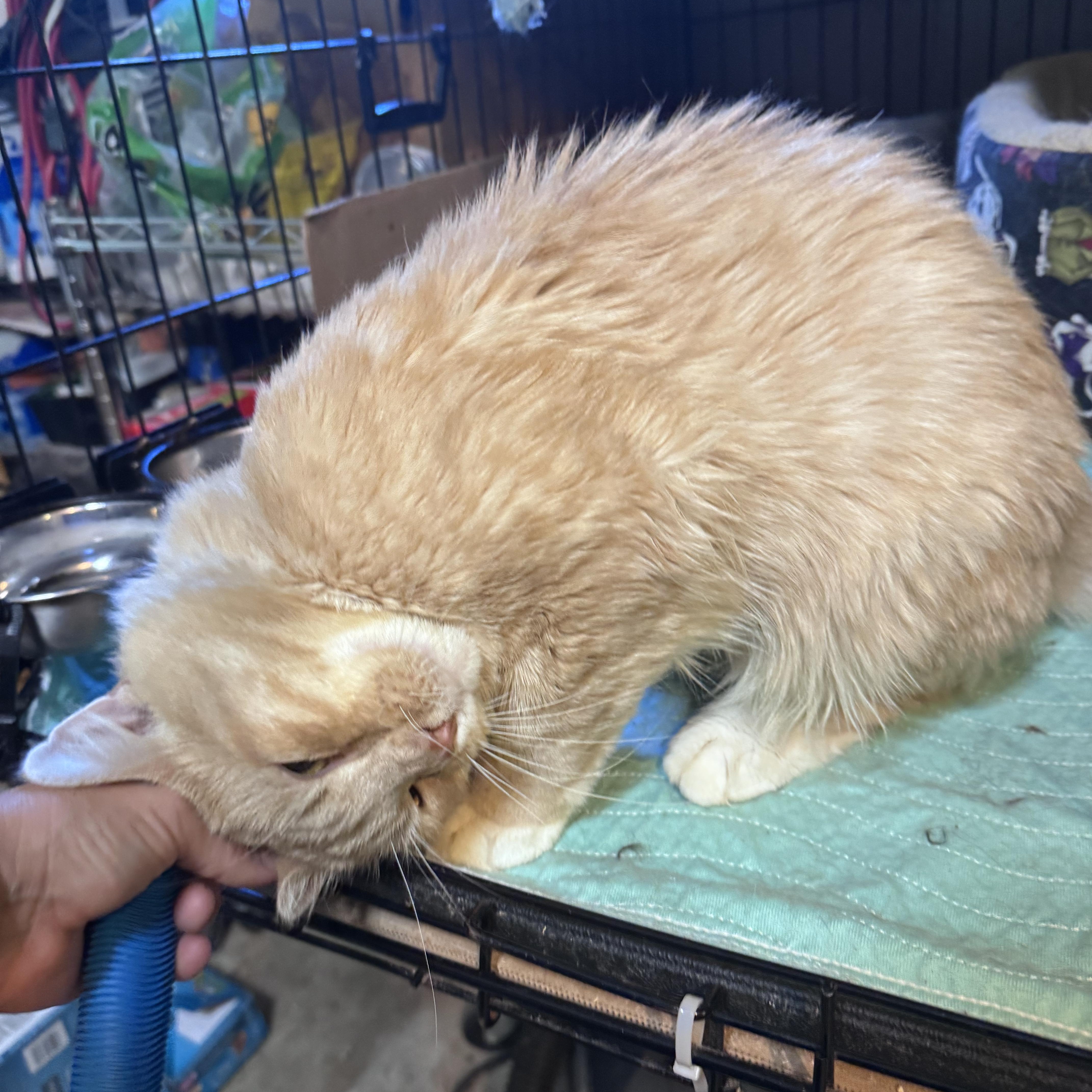 An adult medium-sized male Domestic Short Hair cat named Axel for adoption in Newburgh, NY