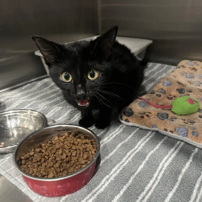 A baby medium-sized male Black Domestic Short Hair cat named Klaus for adoption in Richmond Hill, GA
