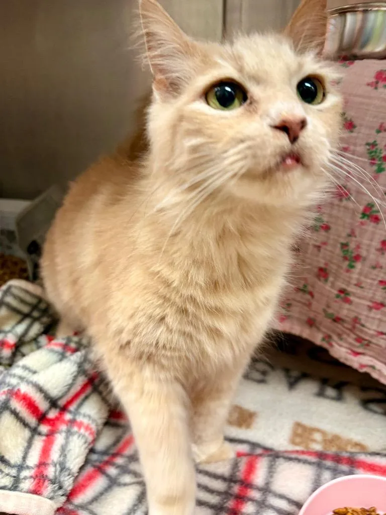 A young medium-sized female Domestic Long Hair cat named Pumpkin for adoption in Detroit, MI