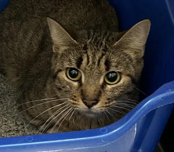 An adult small-sized female Domestic Short Hair cat named Otterpop for adoption in Golden, CO