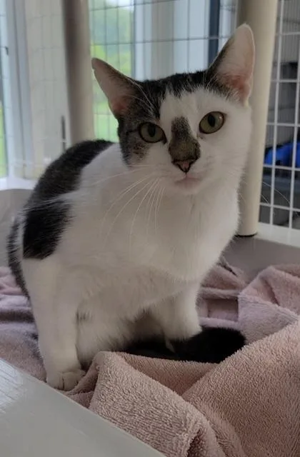 A baby medium-sized female Domestic Short Hair cat named Meeka for adoption in Elmira, NY