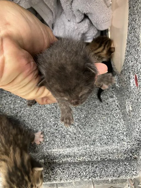 A baby medium-sized male Domestic Short Hair cat named Bobby for adoption in Dallas, TX