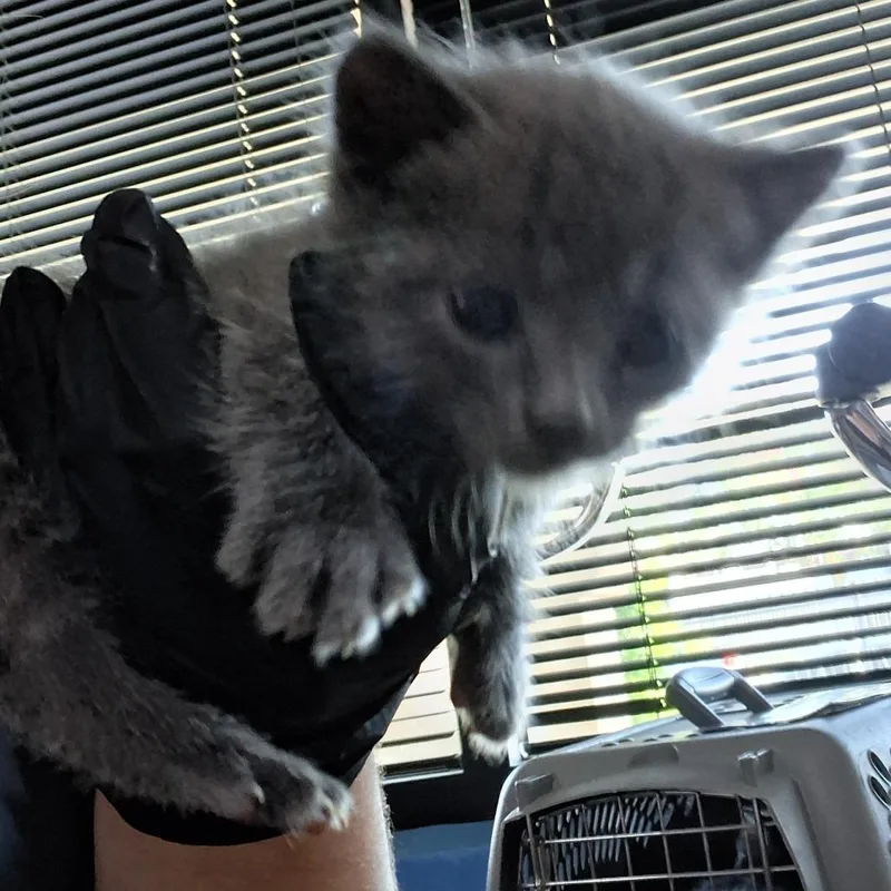 A baby small-sized male Gray / Blue / Silver Domestic Short Hair cat named Jordan for adoption in Riverside, CA