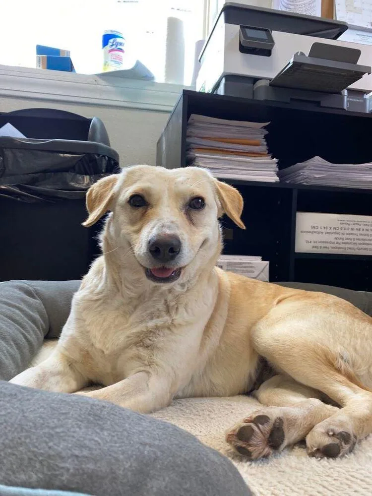 A young medium-sized female Labrador Retriever dog named Honeybee for adoption in Bolivar, MO