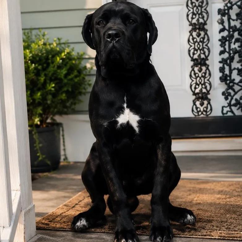 A young large-sized male Black Cane Corso dog named Venom for adoption in Maryville, TN