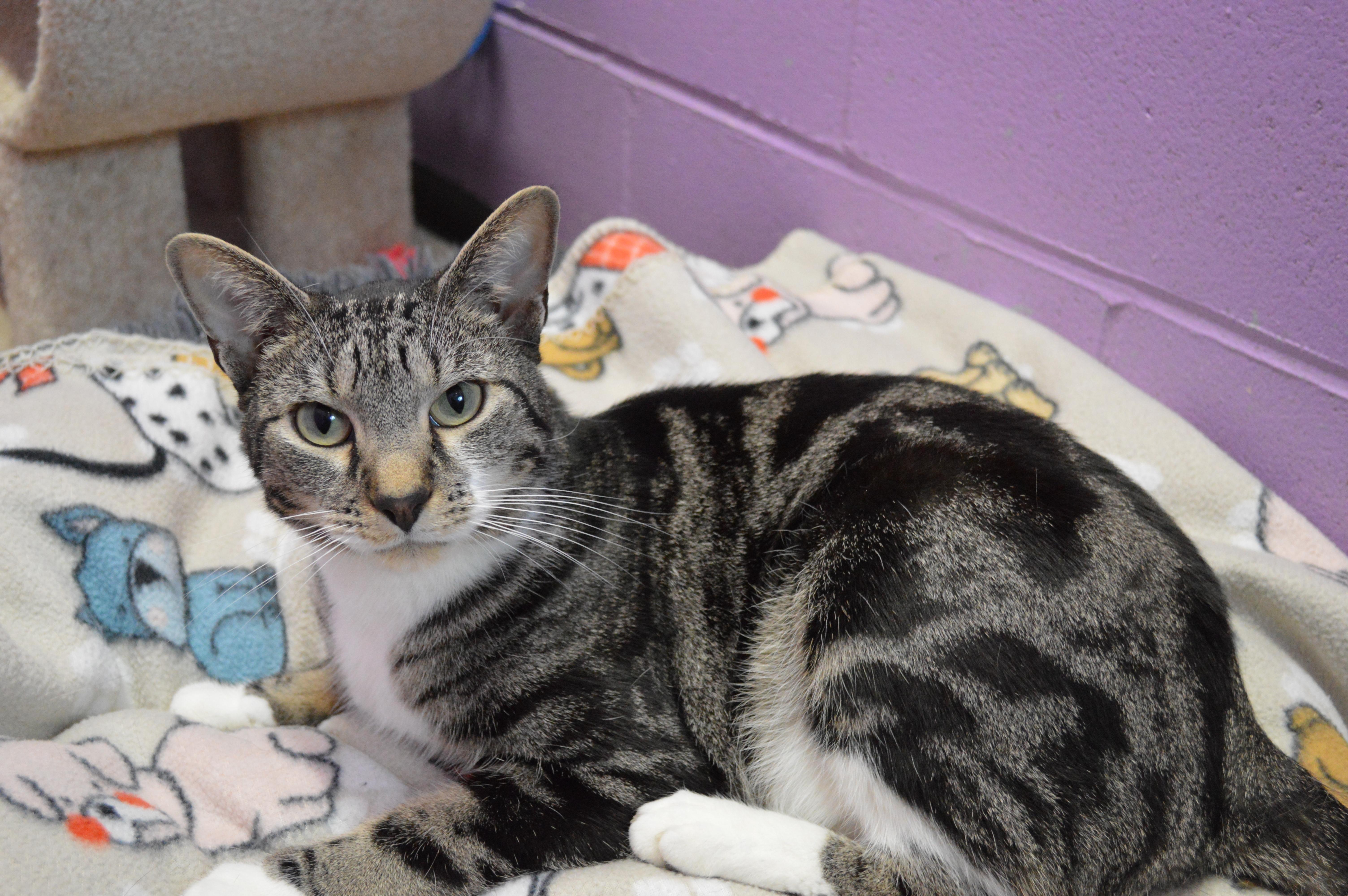 A young large-sized male Tabby (Brown / Chocolate) Domestic Short Hair cat named Jelly for adoption in House Springs, MO