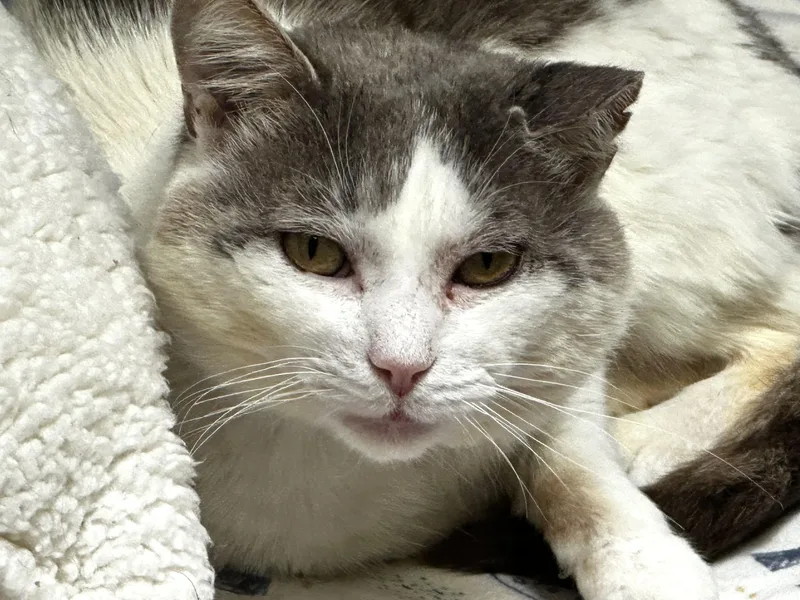 An adult medium-sized male Gray & White Domestic Short Hair cat named Pedro Pusscal for adoption in Norwalk, CT
