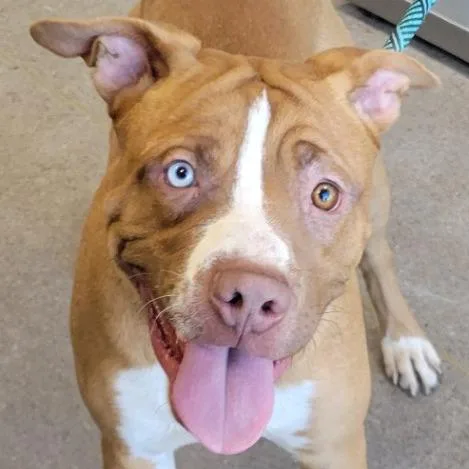 A young medium-sized male Yellow / Tan / Blond / Fawn Mixed Breed dog named Rook for adoption in Las Cruces, NM