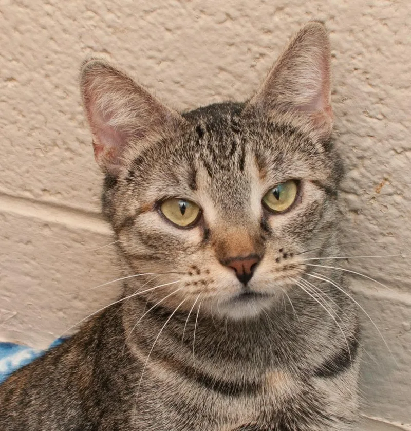 An adult medium-sized female Torbie cat named Cornelia for adoption in Westminster, CO