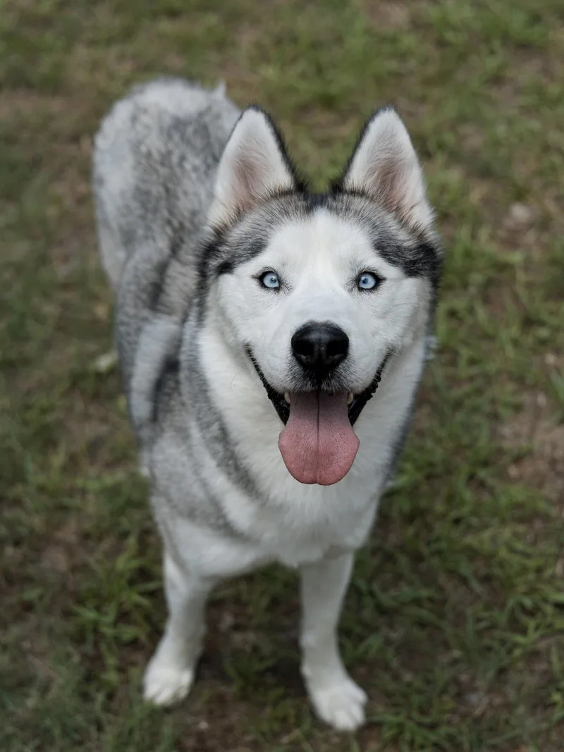 An adult medium-sized male Siberian Husky dog named Nigel for adoption in Carrollton, TX
