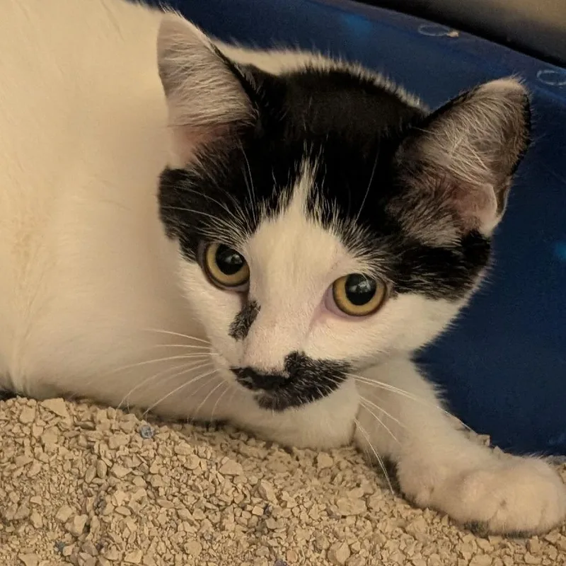 A baby small-sized male Domestic Short Hair cat named Soledad for adoption in Sonoma, CA