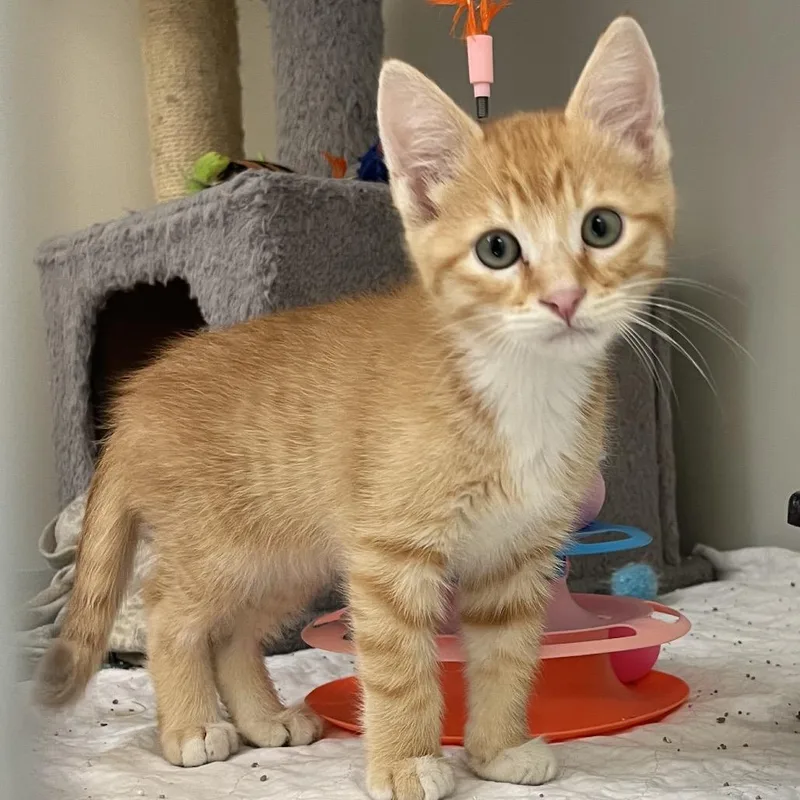 A baby small-sized male Orange / Red Domestic Short Hair cat named Franklin for adoption in Baker City, OR