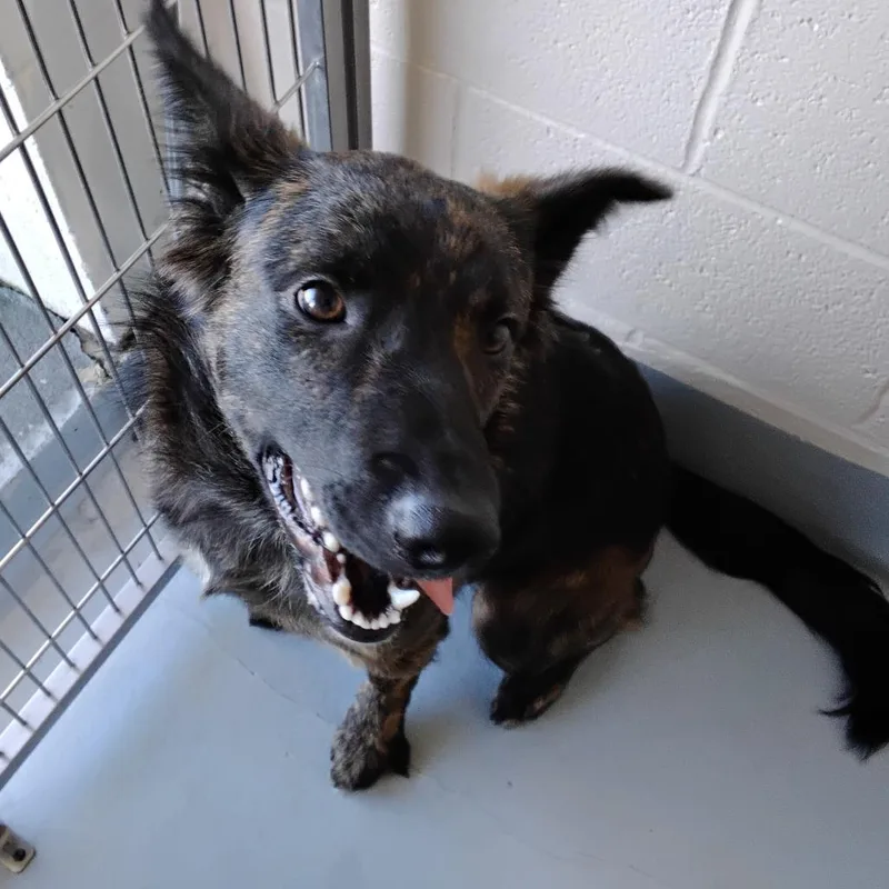 A young medium-sized male Brindle Shepherd dog named Chestnut for adoption in Concord, NC