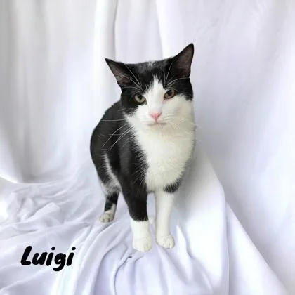 Luigi